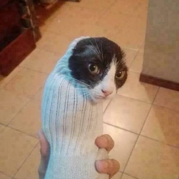 cat in a sock